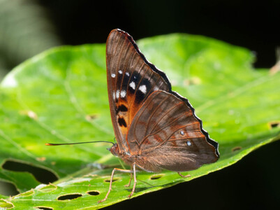 The butterfly Doxocopa zunilda floris photographed in Ecuador