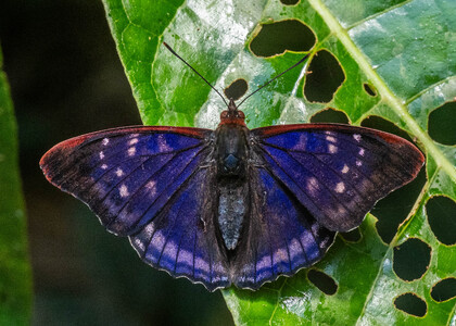 The butterfly Doxocopa zunilda floris photographed in Topo,,Ecuador