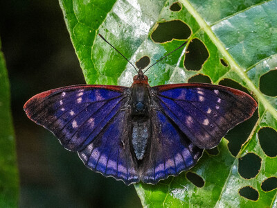 The butterfly Doxocopa zunilda floris photographed in Topo,,Ecuador