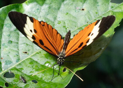 The butterfly Heliconius numata lenaeus photographed in Ecuador