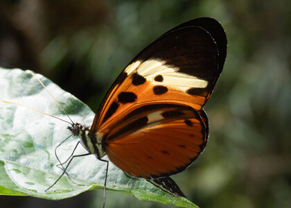 The butterfly Heliconius numata lenaeus photographed in Ecuador