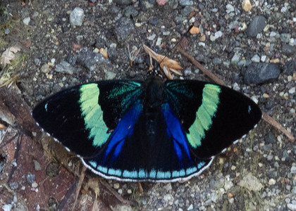 The butterfly Perisama bomplandii photographed in Ecuador