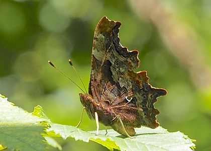The butterfly Polygonia c-album photographed in Russia