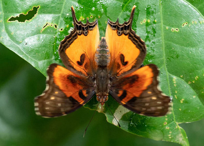 The butterfly Antanartia delius delius photographed in Ghana