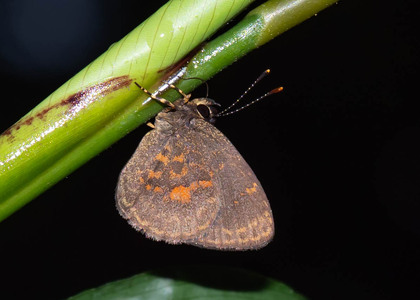 The butterfly Epitolina dispar photographed in Ebogo, Nyong River,Cameroon