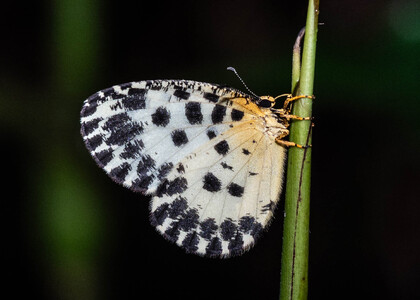 The butterfly Pentila camerunica photographed in Ebogo, Nyong River,Cameroon