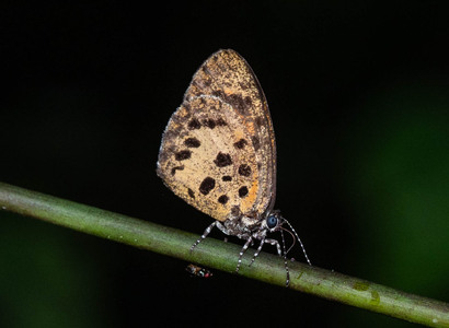 The butterfly Mimeresia cellularis photographed in Cameroon