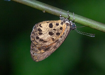 The butterfly Mimeresia cellularis photographed in Ebogo, Nyong River,Cameroon