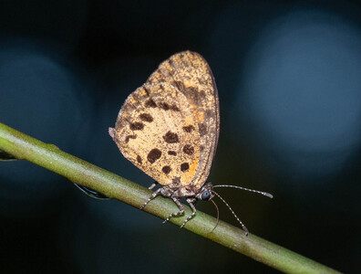 The butterfly Mimeresia cellularis photographed in Cameroon