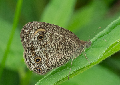 The butterfly Ypthima doleta photographed in Ebogo, Nyong River,Cameroon