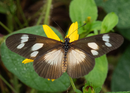 The butterfly Telchinia lycoa photographed in Cameroon