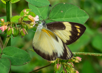 The butterfly Appias epaphia epaphia photographed in Ebogo, Nyong River,Cameroon