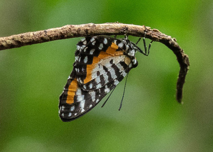 The butterfly Telipna albofasciata photographed in Ebogo, Nyong River,Cameroon