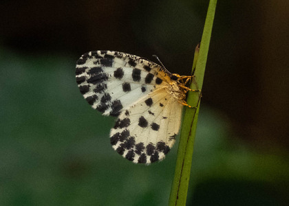 The butterfly Pentila camerunica photographed in Cameroon