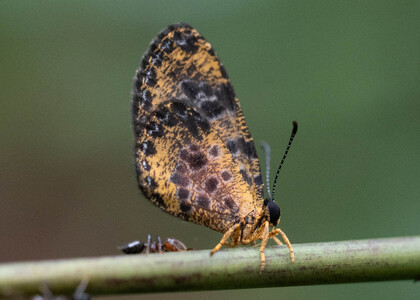 The butterfly Ptelina carnuta photographed in Ebogo,Cameroon