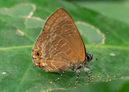 The butterfly Anthene ligures ligures photographed in Cameroon