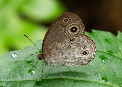 The butterfly Bicyclus taenias photographed in Cameroon