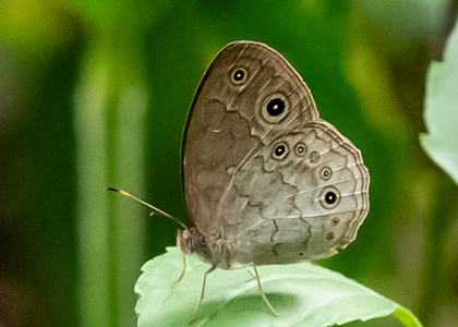 The butterfly Bicyclus taenias photographed in Ebogo,Cameroon