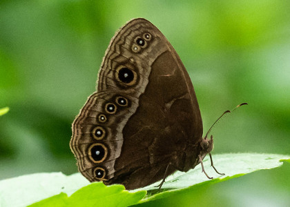 The butterfly Bicyclus martius photographed in Ebogo,Cameroon