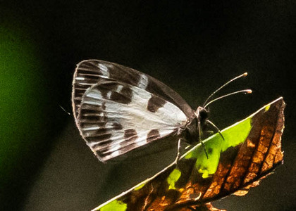 The butterfly Falcuna margarita photographed in Mengueme trail, Ebogo,Cameroon