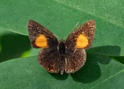 The butterfly Neurellipes lusones photographed in Cameroon