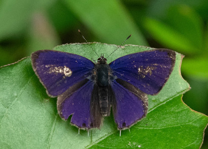 The butterfly Anthene ligures ligures photographed in Cameroon