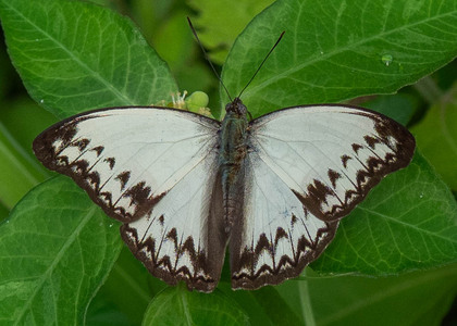 The butterfly Cymothoe caenis photographed in Mengueme trail, Ebogo,Cameroon