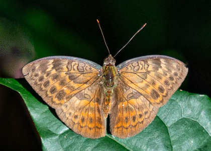 The butterfly Bebearia mandinga photographed in Ebogo,Cameroon