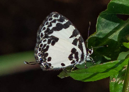 The butterfly Tuxentius carana photographed in Ebogo,Africa