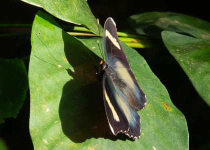 The butterfly Euphaedra hewitsoni hewitsoni photographed in Cameroon