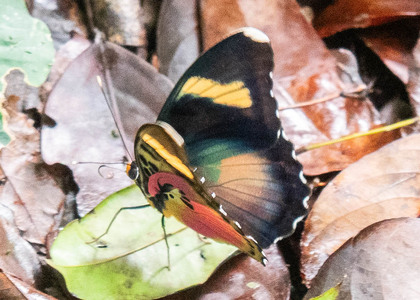 The butterfly Euphaedra hewitsoni hewitsoni photographed in Cameroon
