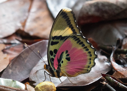 The butterfly Euphaedra hewitsoni hewitsoni photographed in Ebogo,Cameroon