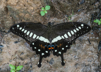 The butterfly Papilio lormieri lormieri photographed in Mengueme trail, Ebogo,Cameroon
