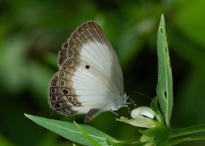 The butterfly Oboronia pseudopunctatus photographed in Cameroon