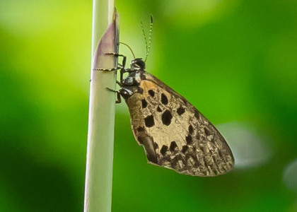 The butterfly Mimeresia cellularis photographed in Cameroon