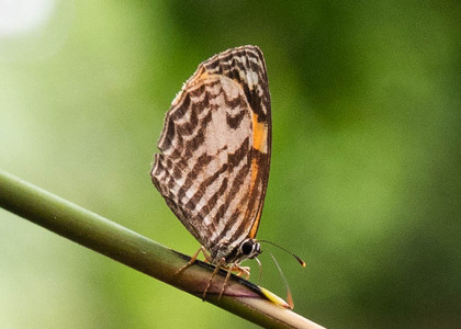 The butterfly Liptena flavicans flavicans photographed in Cameroon