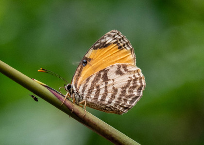The butterfly Liptena flavicans flavicans photographed in Cameroon