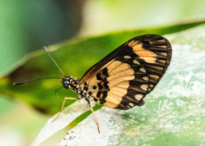 The butterfly Telchinia bonasia photographed in Cameroon