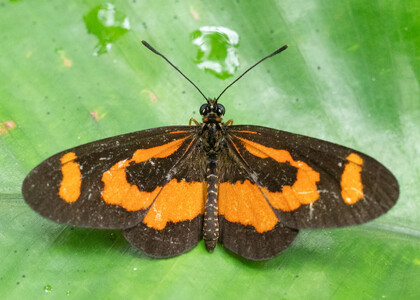 The butterfly Telchinia bonasia photographed in Cameroon