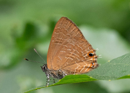 The butterfly Anthene ligures ligures photographed in Cameroon