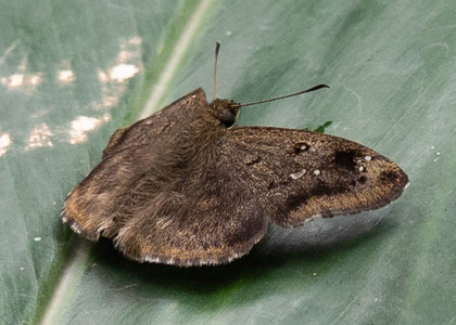The butterfly Sarangesa maculata photographed in Cameroon