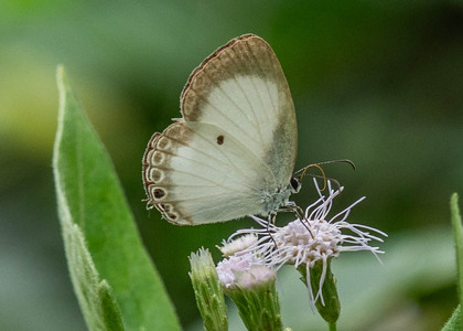 The butterfly Oboronia punctatus photographed in Mengueme trail, Ebogo,Cameroon