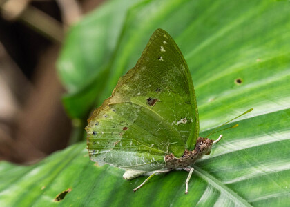 The butterfly Charaxes subornatus subornatus photographed in Mengueme trail, Ebogo,Cameroon