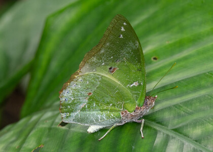 The butterfly Charaxes subornatus subornatus photographed in Cameroon