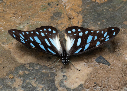 The butterfly Graphium leonidas photographed in Cameroon