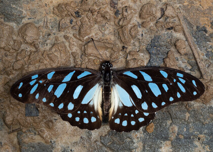 The butterfly Graphium leonidas photographed in Mengueme trail, Ebogo,Cameroon