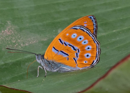 The butterfly Sevenia amulia amulia photographed in Mengueme trail, Ebogo,Cameroon