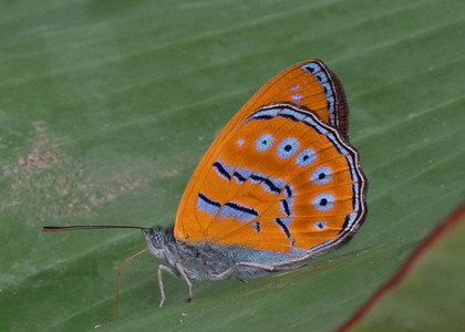 The butterfly Sevenia amulia amulia photographed in Cameroon