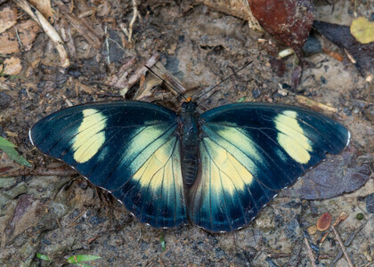 The butterfly Euphaedra sardetta photographed in Cameroon