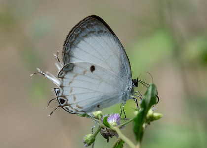 The butterfly Oboronia punctatus photographed in Cameroon